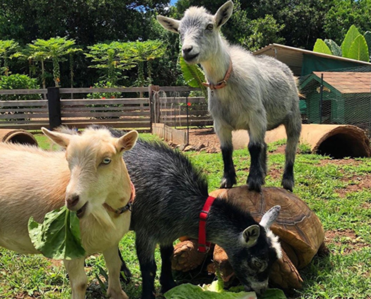 Children visiting friendly animals at Tsue's Farm in Haleiwa