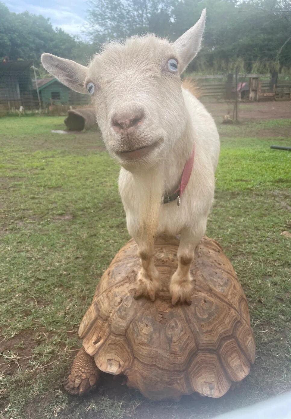 Guest visiting the farm, animals and river at Tsue's Farm Haleiwa
